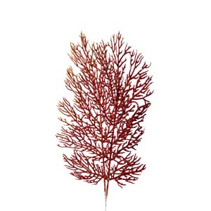 Fleur Art serie A (111)