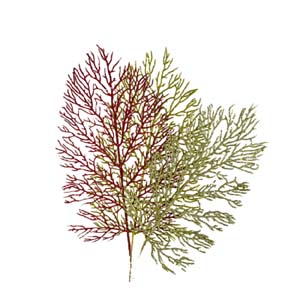 Fleur Art serie A (113)