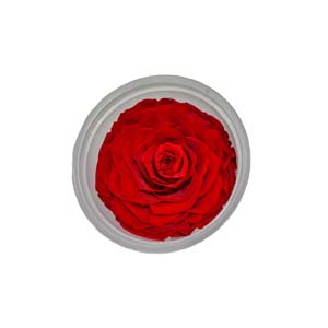 Fleur Art serie A (206)