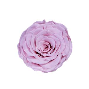 Fleur Art serie A (207)