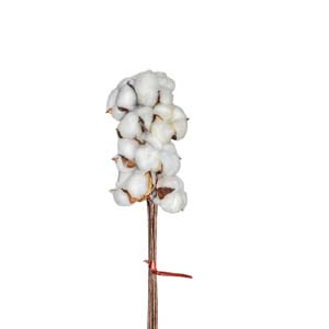 Fleur Art serie A (219)