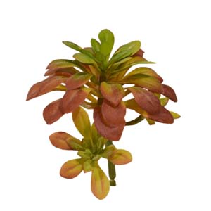 Fleur Art serie A (39)