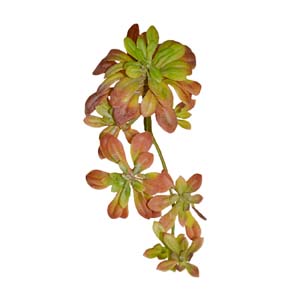 Fleur Art serie A (40)