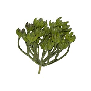 Fleur Art serie A (55)