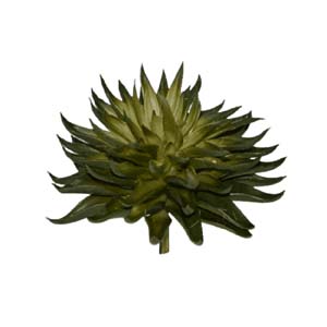 Fleur Art serie A (59)