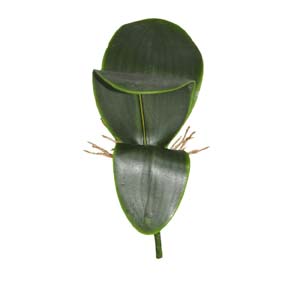 Fleur Art serie A (65)