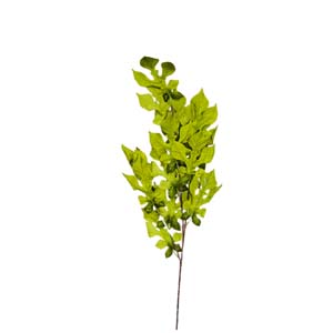Fleur Art serie A (84)
