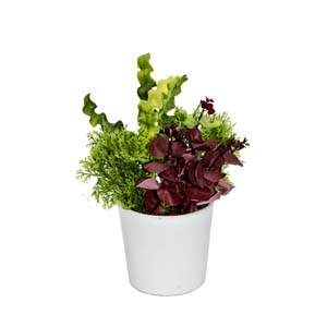 Vase Composé serie A (115)