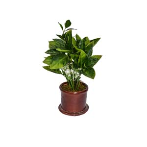 Vase Composé serie A (213)