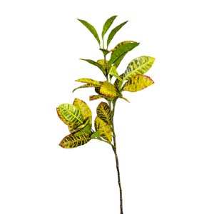 plante art serie A 13