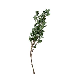 plante art serie A 14