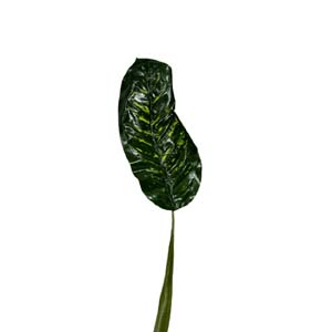 plante art serie A 15