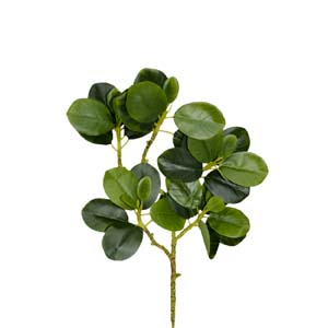 plante art serie A 16