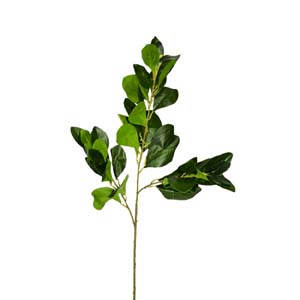 plante art serie A 17