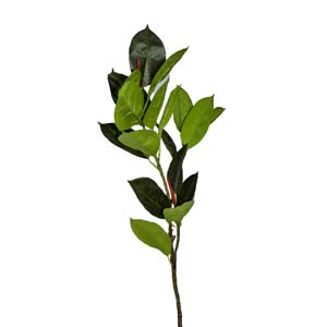 plante art serie A 18