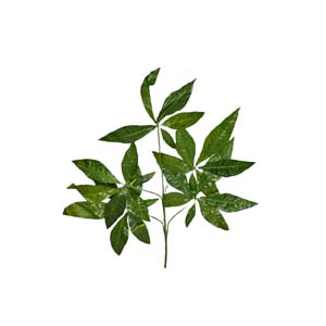 plante art serie A 19