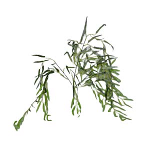 plante art serie A 20